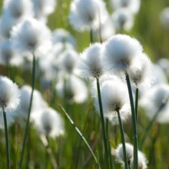 Polaar Ice Pure 9 Polaar Ice Pure -Nue Boutique polaar ice pure gommage tendre au coton arctique 4