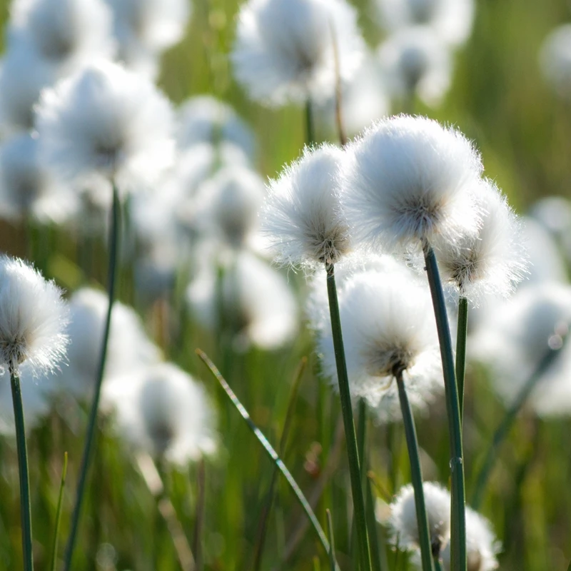 Polaar Ice Pure 5 Polaar Ice Pure – Image 5